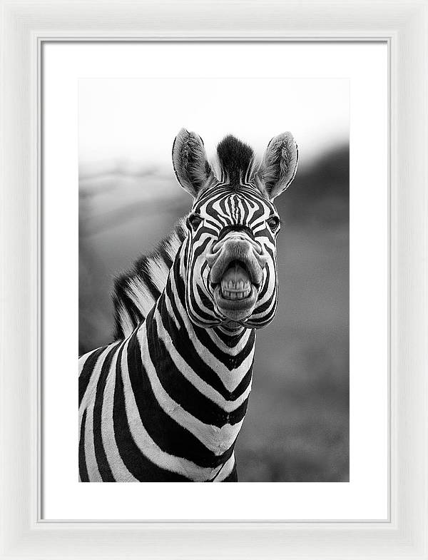 Zebra, Black and White / Art Photo - Framed Print
