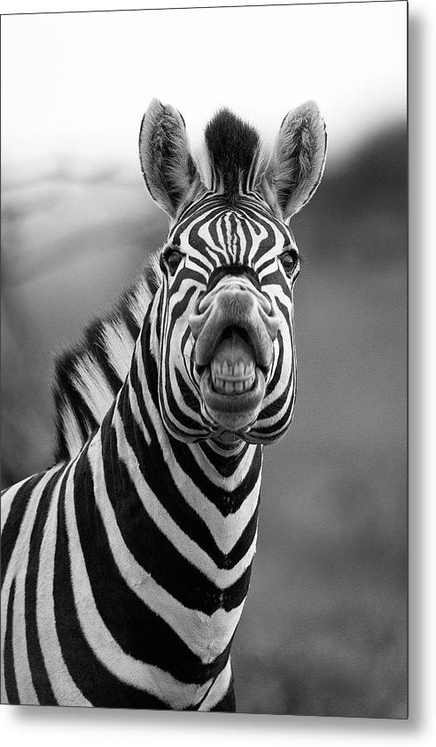 Zebra, Black and White / Art Photo - Metal Print