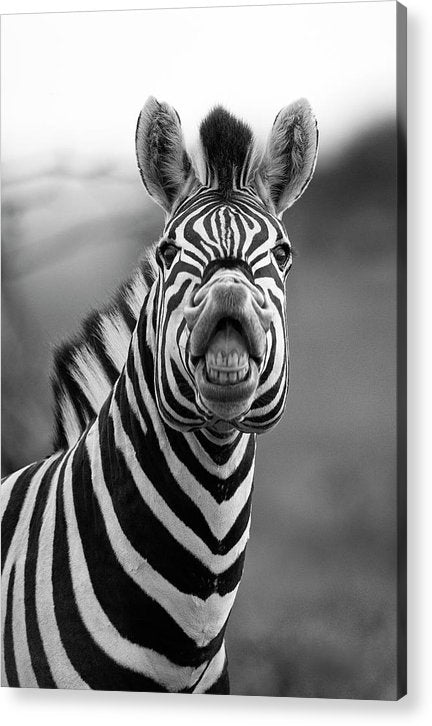 Zebra, Black and White / Art Photo - Acrylic Print