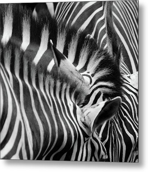 Zebras, Black and White / Art Photo - Metal Print