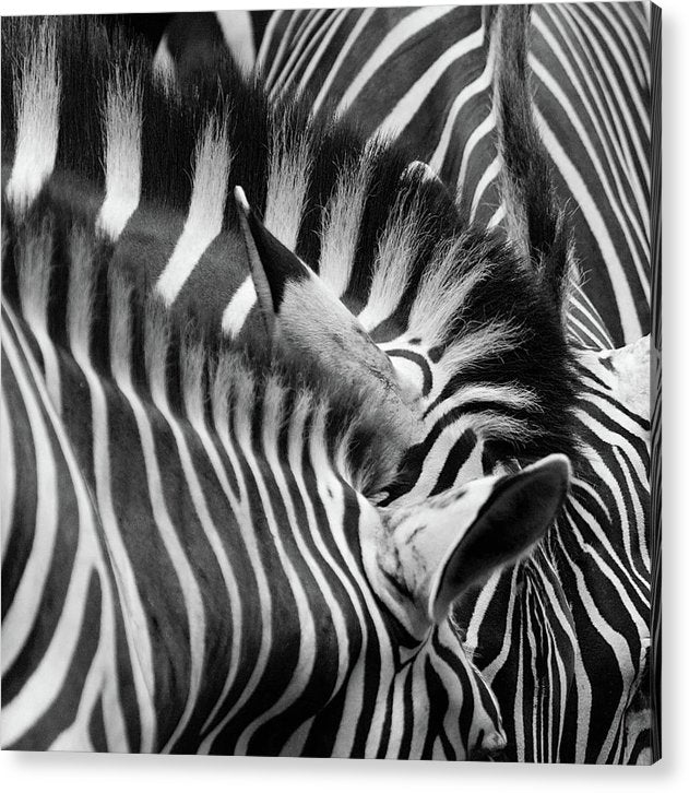 Zebras, Black and White / Art Photo - Acrylic Print