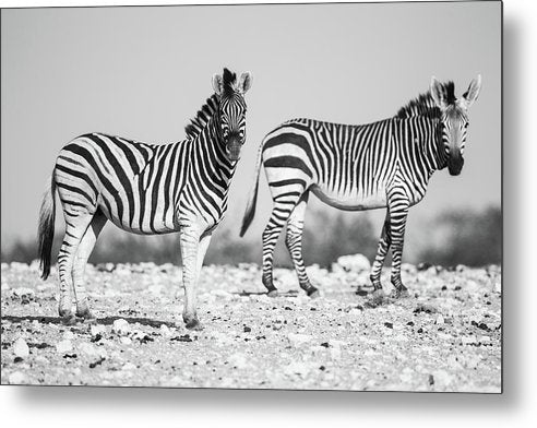 Zebras, Black and White / Art Photo - Metal Print