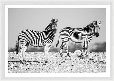 Zebras, Black and White / Art Photo - Framed Print