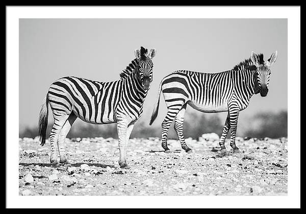 Zebras, Black and White / Art Photo - Framed Print