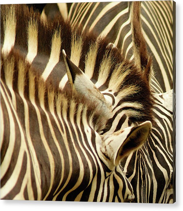 Zebras / Art Photo - Acrylic Print