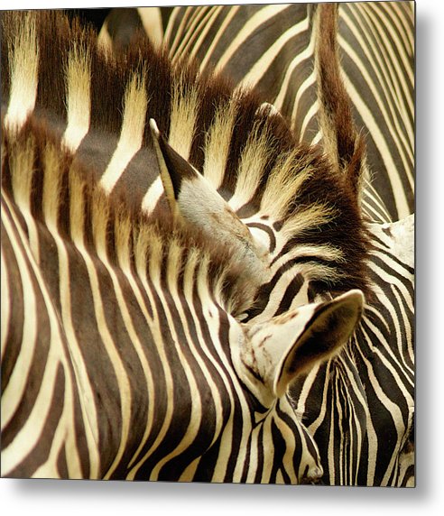 Zebras / Art Photo - Metal Print