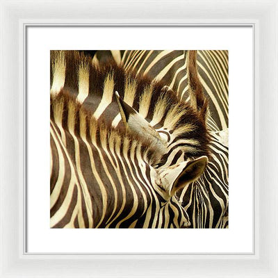 Zebras / Art Photo - Framed Print