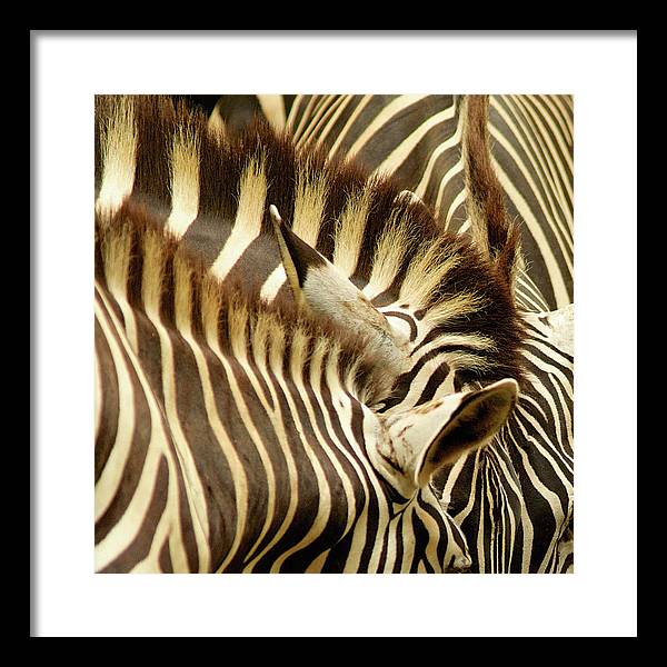 Zebras / Art Photo - Framed Print