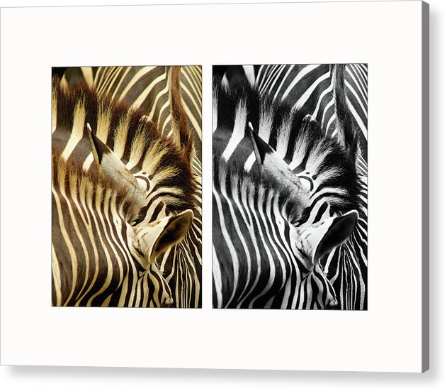 Zebras - diptych / Art Photo - Acrylic Print