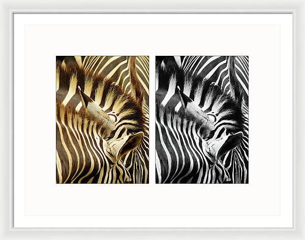 Zebras - diptych / Art Photo - Framed Print