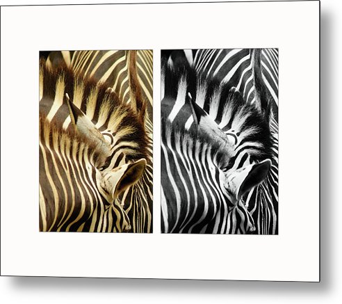 Zebras - diptych / Art Photo - Metal Print