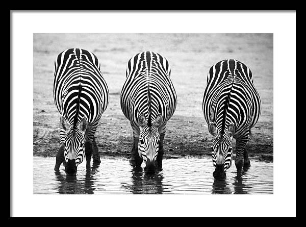 Zebras, Tanzania / Art Photo - Framed Print