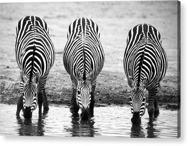 Zebras, Tanzania / Art Photo - Acrylic Print