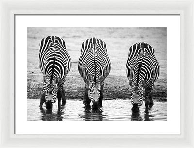 Zebras, Tanzania / Art Photo - Framed Print