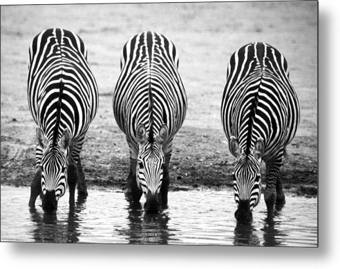 Zebras, Tanzania / Art Photo - Metal Print
